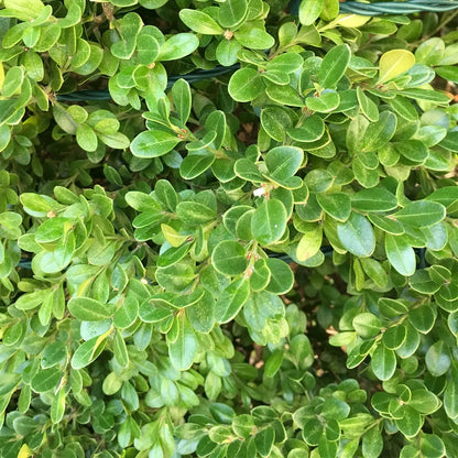 Japanese Boxwood Herb Seeds