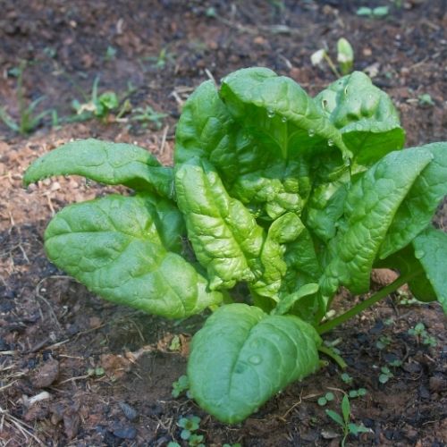 Winter Giant Spinach Seeds