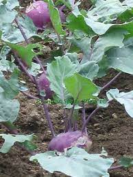 Organic Purple Vienna Kohlrabi Seeds