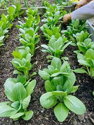 Toy Choy Baby Choy Pfannengerührte Erbstück-Samen Bok Choi
