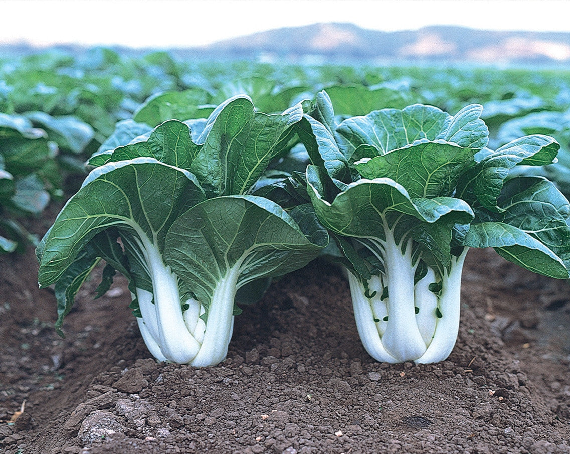 Graines de Bok Choy TKE Farms & Gardens