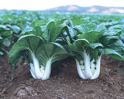 Graines de Bok Choy TKE Farms & Gardens