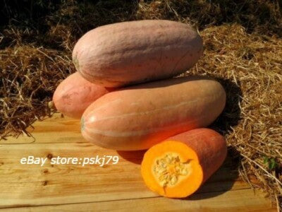 ピンクバナナ冬かぼちゃの種