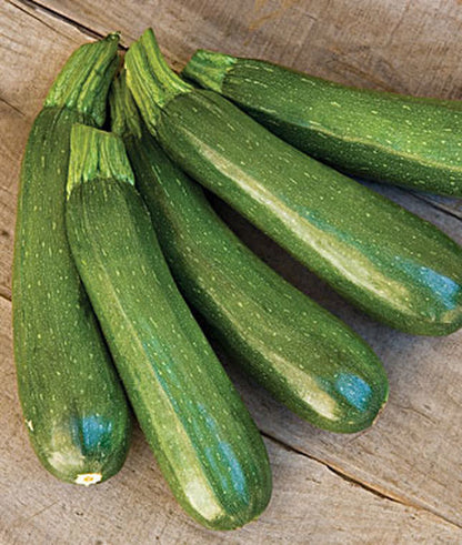 Burpee Sicheres Ding Zucchini Samen