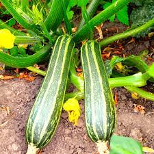 Graines de Courgette Cocozelle Sow Right Seeds