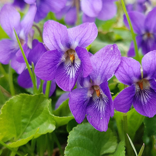 Blue Violet Flower Seeds for Planting