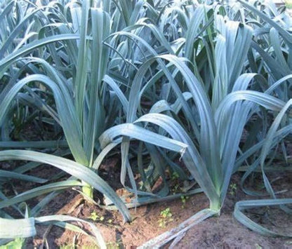 Giant Musselburgh Leek Seeds