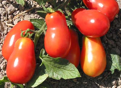 Semi di pomodoro ereditario di Martino di Roma