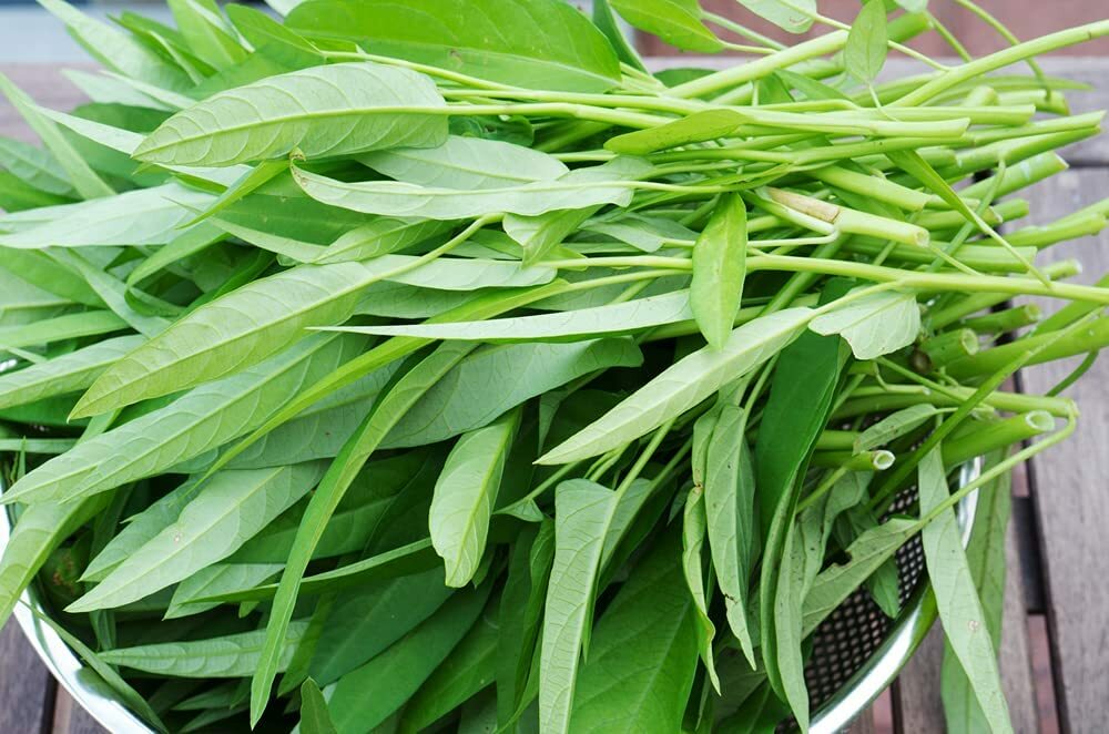 Ong Choy Water Spinach Seeds