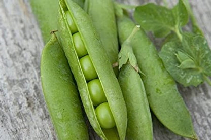 "Asparagus Pea Vegetable Seeds