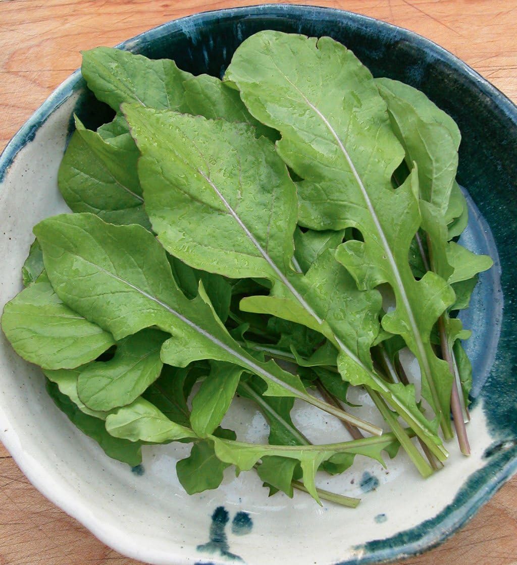 ルッコラ イタリアン クレス ロケット 優れた伝統野菜の種