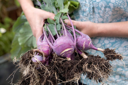 Early Purple Vienna Kohlrabi Seeds