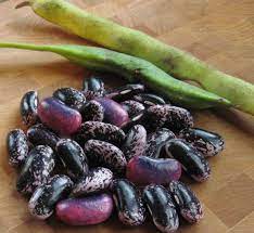 Heirloom Scarlet Runner Beans Seeds