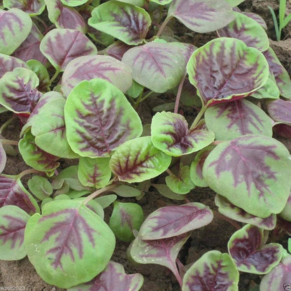 Red Stripe Leaf Amaranth Seeds