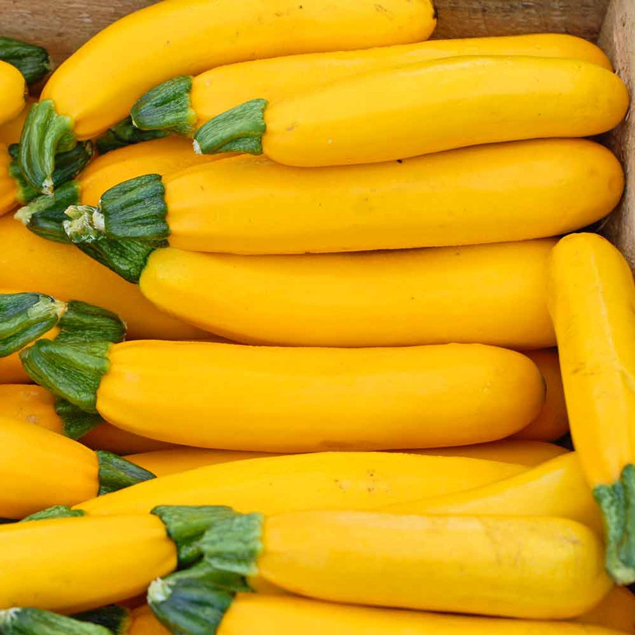 "Survival Garden Zucchini & Squash Seed Vault