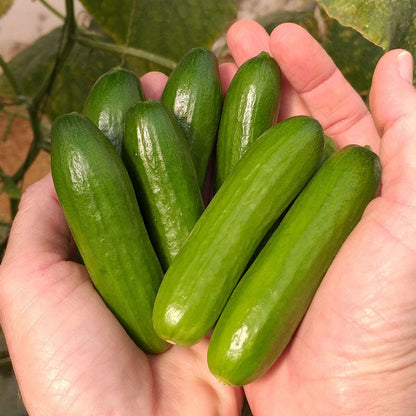 Semi di Cetriolo Mini Munch F1-4