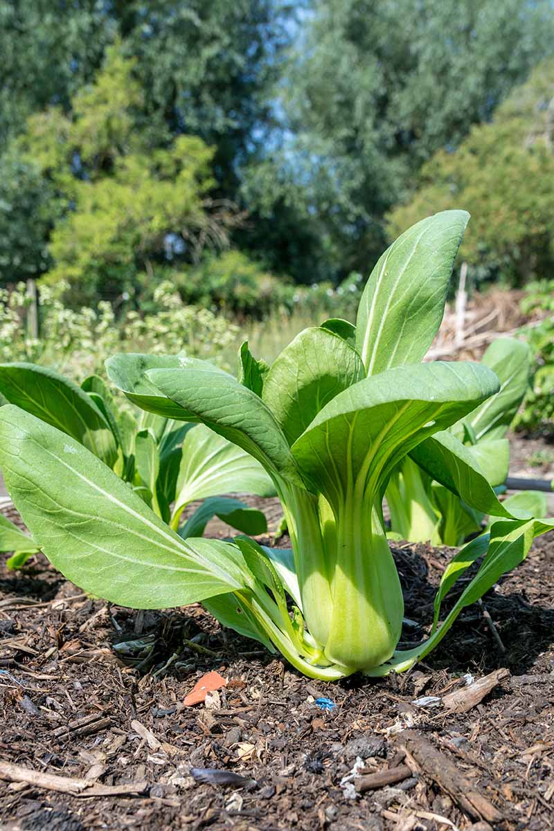 Burpee Toy Choi Cabbage Seeds