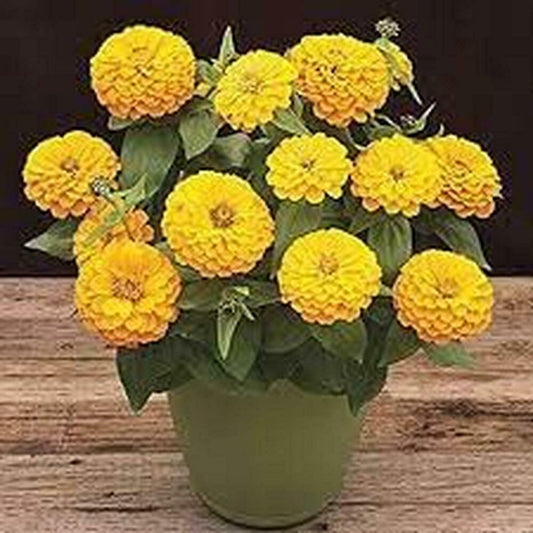 Yellow Zinnia seeds for planting
