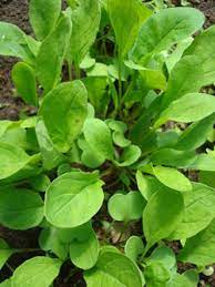 Purely Organic Arugula Seeds