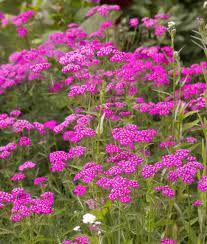 yarrow flower seeds pink