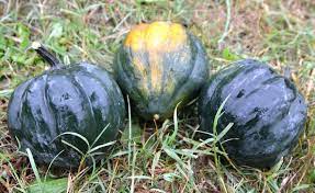 Graines de courge gland Table Queen