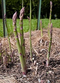 Semi di asparagi biologici Mary Washington