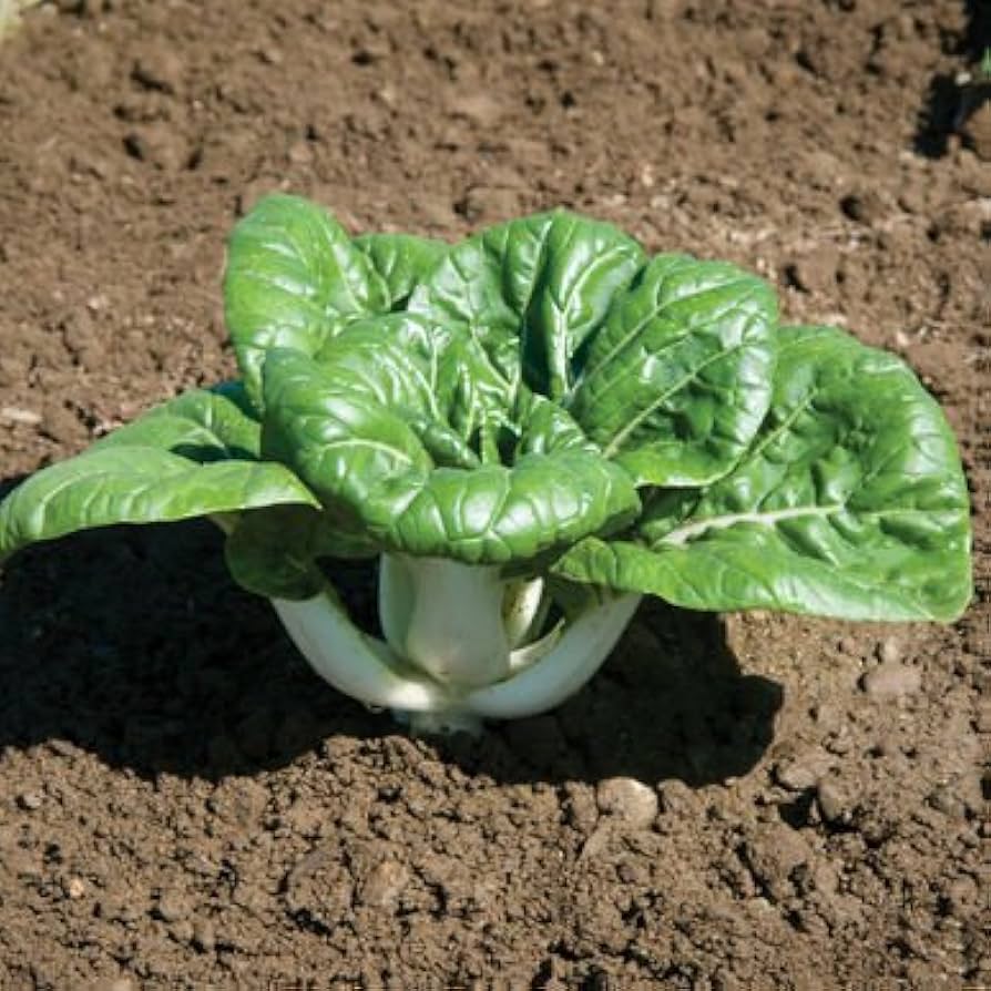 Extra Bok Choy Choy Nain, Légume Héritage, Biologique