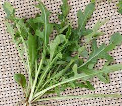 Organicgirl Baby Arugula Greens Seeds