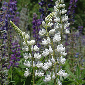 Lupine Wildflower Seeds white