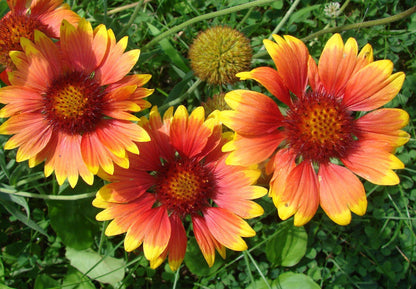 oklahoma wild flower seeds Texas/Oklahoma Wildflower Seeds for Planting – Heirloom, Non-GMO, Poll – Pure Asia Seeds
