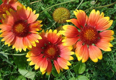 Texas/Oklahoma Wildflower Seeds