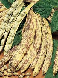 Dragon's Tongue Bush Bean Seeds
