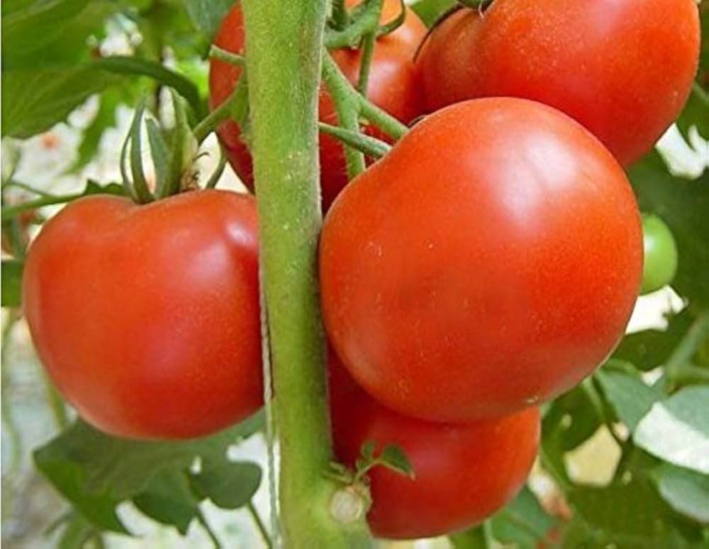Italian Roma Tomato Seeds