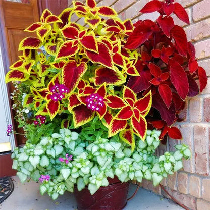 Rainbow Mixed Flower seeds for Planting - Long Bloom Season, Heirloom & GMO Free Seeds for Home Garden