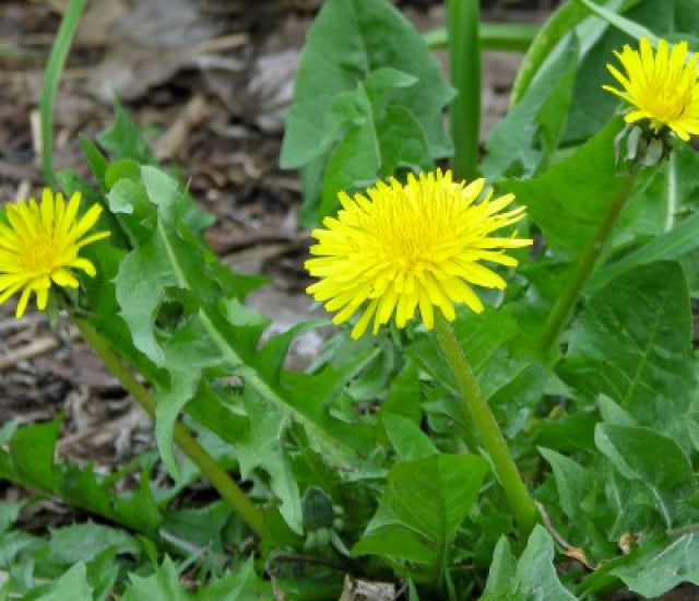 緑色のタンポポの花の種まき用 - 季節の花咲き、伝統種で遺伝子組み換えなしの家庭菜園用種子
