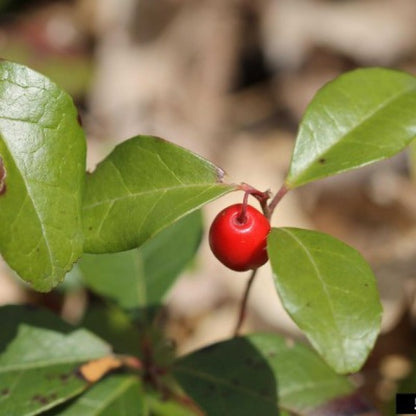 Wintergreen Gaultheria Procumbens Herb Seeds