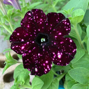 Starry Petunia Flower Seeds