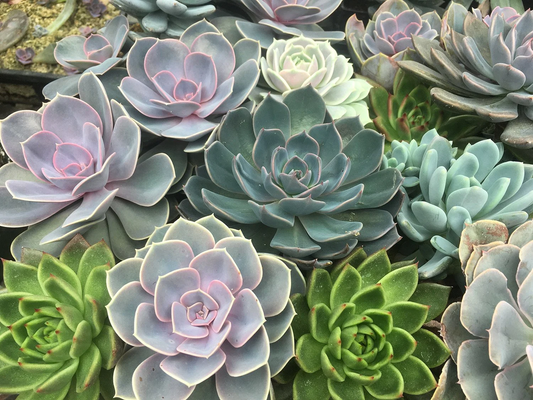 Succulent Flower seeds for Planting Shade Tolerant Heirloom & GMO Free Seeds for Home Garden