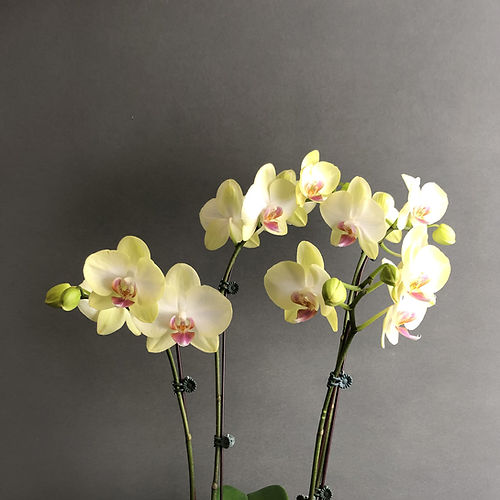 Light Yellow Orchid Flower seeds for Planting - Premium Quality, Heirloom & GMO Free Seeds for Home Garden
 
 Sale for planting in home garden