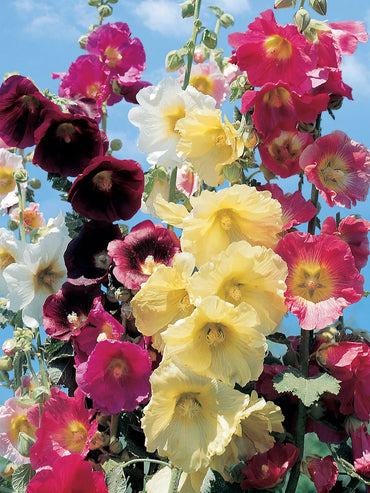 Mixed Color Hollyhock Flower Seeds