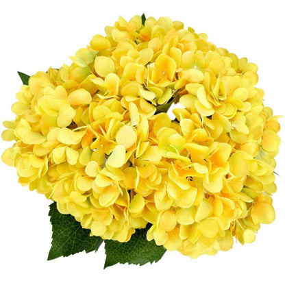 Yellow Hydrangea  Flower Seeds