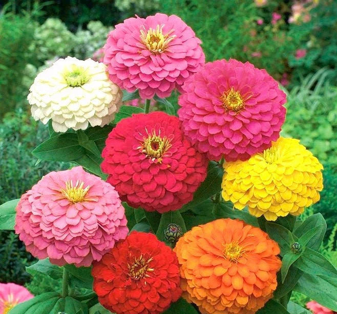 Zinnia  Flower Seeds
