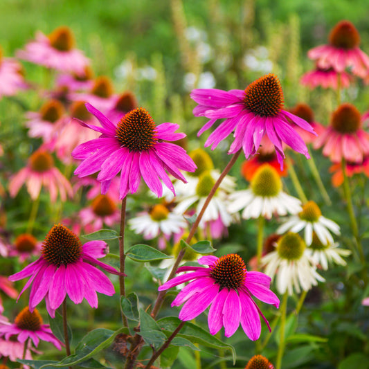Coleus Flower seeds for Planting - Pollinator Friendly, Heirloom & GMO Free Seeds for Home Garden