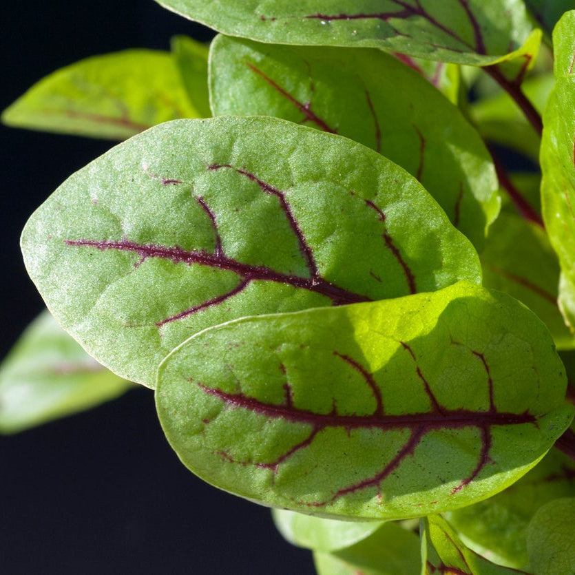 Sauerampfer-Blumensamen - Frische Kräuter zu Hause anbauen