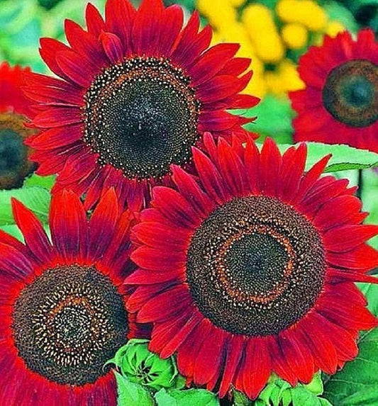 Sunflower Seeds for Planting Red