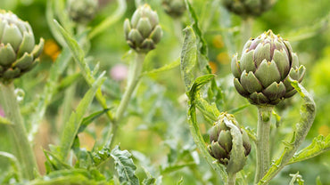 Semi di carciofo - Orto domestico