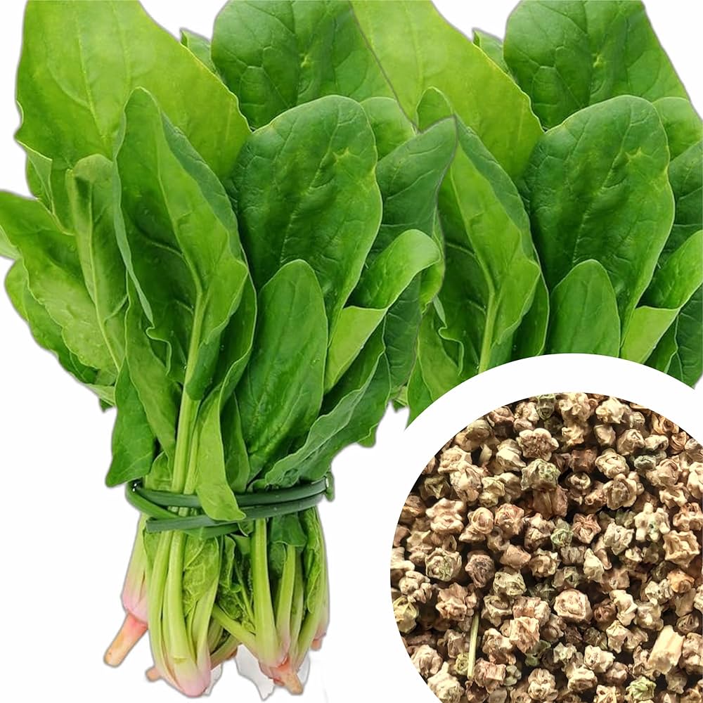 High Germination Spinach Seeds for Indoor & Outdoor Planting