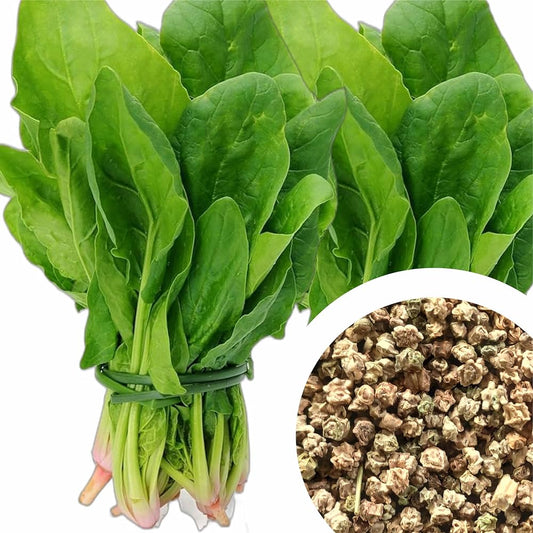 High Germination Spinach Seeds for Indoor & Outdoor Planting