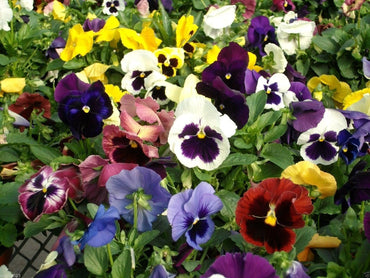 Johnny Jump Up Seeds – Mixed Colors for Planting