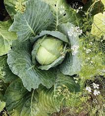 キャベツの種 - カラフルな植物の種